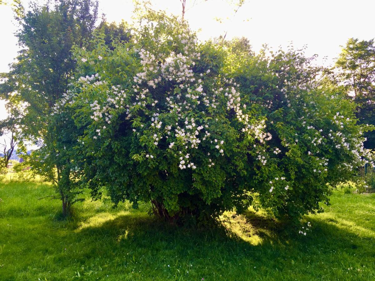 Naturforsthaus Gartenblick Fuer Hunde - Und Naturverbundene Menschen Preitenegg Εξωτερικό φωτογραφία